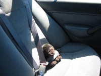 Even the Monkey follows the safety code