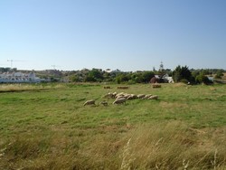This is a peaceful flock of Spanish sheep just after I crossed the border into Spain.  Days later in the hills near Torrecampo I had a Jodie Foster moment when I went past a sheep slaughter house.  But this particular day I had the opportunity to cycle on a highway closed for construction for about a 20 kilometer stretch.  The silence and lack of automobiles was fantastic while it lasted.  (7/04/04)