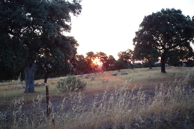 This is sunrise after the night in the ditch, as I was approaching Torrecampo and later Ciudad Real.  It was the earliest I have ever begun my day�s ride, and it was nice cycling through the morning chill.  If you click on this photo once, and then click on it again (or any other photo in this gallery for that matter), it will get very large.  Then you can make out the sheep, some of which are staring at me mid-chew.  This is invariably the reaction of rural animals that I have encountered thus far.  I think it is funny.  Hey, here is another suggestion for viewers - if you select the slideshow option with a one or two second delay it gives you a pretty cool chronology of the trip thus far - BTW, thanks for the use of the gallery English Dave!  7/11/04)
