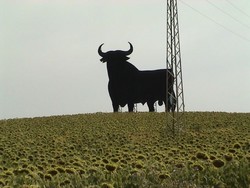 A bull billboard above the sunflower fields in Andalusia.  I am not sure if you get a sense of its scale from the photo, but it was enormous.  Andalusia was great cycling.  (7/05/04)