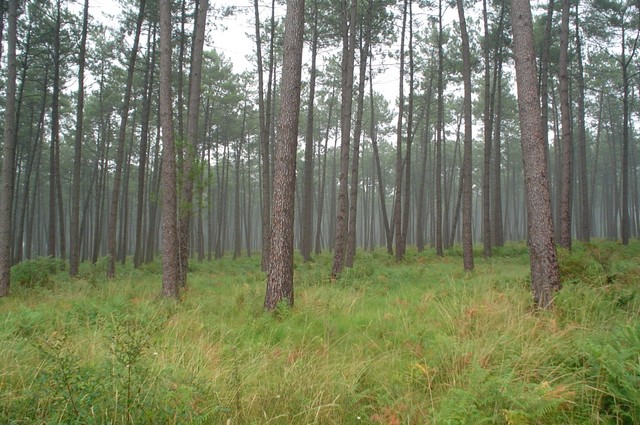 A protected forest in the Medoc near the French Atlantic coast.  The fog and rain were always there.  (8/02/04)
