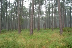 A protected forest in the Medoc near the French Atlantic coast.  The fog and rain were always there.  (8/02/04)