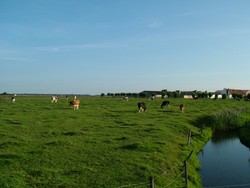 After Bruge I cycled toward the Flanders seaside and then made my way toward the Netherlands.  On the way to the border I passed herds of cattle eating breakfast in pastures, and crossed a number of canals that ran through pancake-flat Flanders.  It felt great to cross the border into the land of dikes, windmills, canals and bicycles.  Everyone seems so responsible and reasonable here.  I think it is safe to say that most people would want their children to grow up Dutch.  (9/08/04)