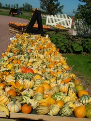 I was really happy to be cycling through rural Zeeland, which was in the middle of several autumn harvests, including that of the pumpkin, squash and onion.  I stopped at this pumpkin and squash stand which had on display hundreds of different varieties of squash-like organisms that looked like they were invented in a Dutch laboratory.  I felt a little homesick upon seeing the pumpkins.  I also caught glimpses of the onion harvest in action, with old Dutch onion farmers driving machinery to rip the onions out of the fields and shoot them via conveyor belt to a truck bed.  The roads were littered with the carcasses of squashed onions that had fallen in the harvest frenzy, never to make it to the Dutch dinner table.  (9/08/04)