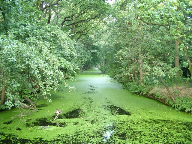 The canals in The Hague are almost tropical with overgrowth and tree blossoms coloring the canals lime green.  I was really tired when I rolled into the Hague, and other than ride through the town past all of the beautiful and stylish Dutch people congregating in the squares and lanes I didn't see too much of this town - except for the campground (which was located next to a field hockey center).  But it was nice to take a break from the strenuous museum circuit and get in some reading.  (9/10/04)