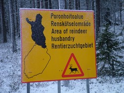 I have been riding in Lappland for a couple of days now, and there are reindeer all over the place.  These animals are really cool.  They are not scared at all of people or of cars, and they pretty much roam wherever they want to.  Supposedly each reindeer is claimed by some Sami (the Innuit here in Finland) tribe, and they are semi-domesticated, but I have never seen anyone nearby when I have had my various reindeer sightings.  (11-15-04)