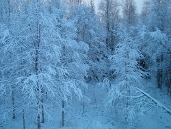 More Finnish wonderland.  It is great to be experiencing winter here after 8 years in California without the real thing.  I forgot how great this season is and how cool everything looks when it is coated in snow.  It is particularly nice at this latitude with the soft blue and pink light during the day.  Wow!  (11-15-04)