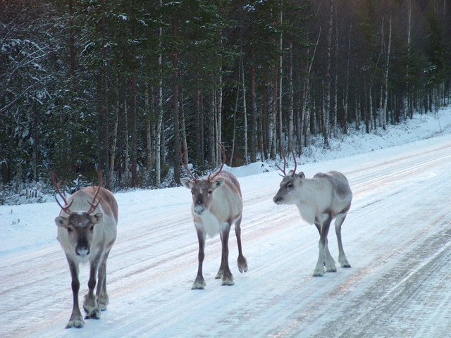 These bad boys came up to me when I was cycling south from Ranua in the morning.  They showed no fear at all!  I stopped my bike and started snapping photos, and the guy who you see in front just kept on coming up to me.  Then, being the worrywart that I am, I started getting worried and put away the camera when he was about five feet away from my bike because I have heard stories about moose in Alaska getting angry at people (even though these were reindeer I thought there might be some related risk).  I started imagining the next picture on this site being me with some reindeer antlers in my chest, but after a while I realized he was just curious, so we just stared at each other and he eventually mosied on up the road.  Even when cars were swerving and slowing to avoid, they just continued their steady march.  Supposedly they do not respond at all to car horns (and I have not yet heard a Finn honk at one), so it is up to the cars to avoid them.  It was a really cool experience, and Reindeer are my new favorite animal.  (11-16-04)