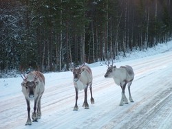 These bad boys came up to me when I was cycling south from Ranua in the morning.  They showed no fear at all!  I stopped my bike and started snapping photos, and the guy who you see in front just kept on coming up to me.  Then, being the worrywart that I am, I started getting worried and put away the camera when he was about five feet away from my bike because I have heard stories about moose in Alaska getting angry at people (even though these were reindeer I thought there might be some related risk).  I started imagining the next picture on this site being me with some reindeer antlers in my chest, but after a while I realized he was just curious, so we just stared at each other and he eventually mosied on up the road.  Even when cars were swerving and slowing to avoid, they just continued their steady march.  Supposedly they do not respond at all to car horns (and I have not yet heard a Finn honk at one), so it is up to the cars to avoid them.  It was a really cool experience, and Reindeer are my new favorite animal.  (11-16-04)