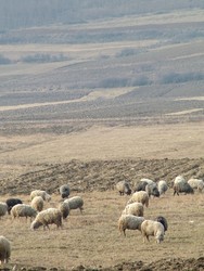 Lot's o' sheep in Romania.  Occupied day after day with the task of chewing grass that they mistakenly assume is for them, but is really for the sweaters and the chops - even here in the windy foothills of the Romanian Carpathian Mountains.  Shepherds, of the sort with staffs, of the sort who communicate with their sheep in a code of whistles and calls, and of the sort who live on the land moving from one unfenced patch of sweet grass to the next, are still carrying on in Romania.  Progress killed the shepherd in most of Western Europe, and one day, even here in Romania, there will not be any more shepherds, and then the line of communication between man and sheep will be forever and irrevocably severed.  Hmmm . . .

This was my second day of cycling in Romania, and it was warm enough to shed all my winter layers but a windbreaker, but it was pretty much day to day in Romania as to whether I could expect spring temperatures or snow flurries.  (1-11-05)
