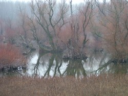 The mighty Danube River splits into three forks and slithers into the Black Sea on the Romanian coast, forming the Danube Delta.  It is supposed to be full of birds, but all that I saw was one crane in this patch of trees twisting out of swampy fog-blanketed channels.  Still, it was a nice ride.  (1-14-05)