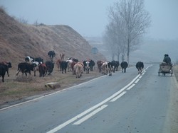 Romanian road hazards took different forms, but most often were livestock and slow-moving horse drawn carts.  I saw more horse drawn carts in Romania than I had previously imagined to still exist on our planet, and they were of the dark age variety.  As you can see here, no automobile tires or axles - only the real wooden-spoked variety are in use.  When I was approaching the two-reactor town of Tulcea (with another giant factory belching grey ash), these cows and cart were blocking the road momentarily.  A driver of a new black sporty car started honking like he was suffering from a bit of Romanian road rage, exasperated that rural Romania was impeding his free-market Romanian car.  There seemed to be a subtext to the honking that hinted at notions of self importance and arrogance.  There really is a huge difference between rural and urban Romania, and the city mice live in a different world from the farm mice.  (1-14-05)
