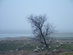 Once again, sheep in the Delta.  But for some reason, all I could smell was lavender and butterscotch in the air.  It might have had something to do with the factory in nearby Tulcea.  (1-14-05)