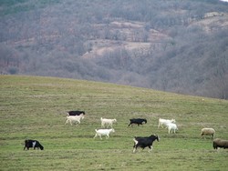 Some goats in the Staria Plania Mountains, doing as goats do.  The ride here was full of climbs, drops and scenic winding roads - a nice way to start saying goodbye to Europe.  (1-19-05)