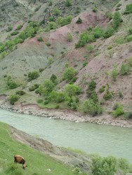 In order to reach Tatvan I rode the twisting road laid in the gorge cut by the Bitlis River in the Musgureyi Mountains.  It was really scenic with multi-colored hills with splotches of reds, purples and lead greens, a series of rushing waterfalls and crumbling Ottoman bridges.  Also this is the time of year for babies, so the cows, sheep and geese all had young ones in tow.  Have you ever seen a goose responding to a perceived threat to its young (like a passing cyclist)?  It is like something from a horror movie.  This day I was running a gauntlent of clusters of aggressive onion-selling kids that would try to stop my bike by grabbing the load that was on the rear rack.  I had to adopt diversionary tactics that proved fairly successful.  (5/1/05)