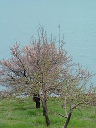 Flowering trees in bloom, grass in springtime photosynthesis mode, the calm lake waters, all of this was the peaceful backdrop to a wave of territorial aggression.  First - the canines.  The sheep dogs are of the Kangol breed - and they look very wolf-like to me.  I will post a photo in this album later of one tearing apart a cow (it was the only photo I could take because every other time I saw one I was only concentrating on speeding away from their psychotic charges - that one was safely preoccupied with the cow).  A significant number of them are made to look even more terrifying by wearing giant collars with three-inch metal spikes (like the dog in the bad campers' boat in "Race For Your Life Charlie Brown") - these supposedly protect their necks from wolf bites.  When it is one dog alone it is not too bad - but out here I would often run into packs of three or more of these donkey-sized dogs that would be lying in wait.  I am packing a Dog Dazer - which worked pretty well on some of the wild dogs in Syria - but is totally ineffective against Kangols.  The Dazer works by emitting this high frequency noise that is supposed to be an acoustic Hell for any canine.  I tried it out on a Kangol, which was a big mistake.  It was taken as a provocation rather than a demand to cease and desist the chase, and the dog began chasing me with a sudden frenzy of aggression and ferocity that I could have scarcely imagined possible of humanity's best friend.  (5/3/05)