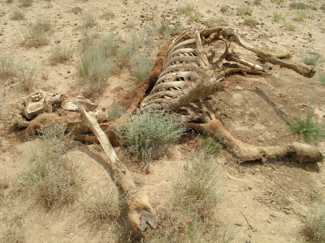 Camel remains on the fourth day.  Perhaps a victim of the Yellow-Haired Ustyurt Plateau Tarantula.  (6-06-05)