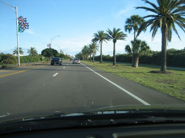 Palmtrees!