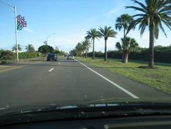 Palmtrees!