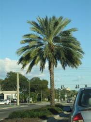 The perfect palmtree!