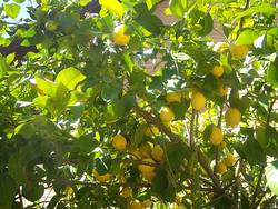 Lemon tree! Who knew!