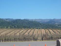 Grape vines