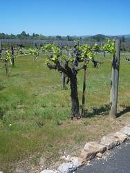 Old Vines!
