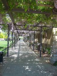 Cool trellis