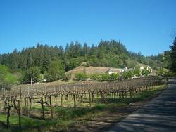More vines!