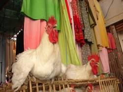Well, I'm putting these chickens in crates, and stacking them right here...