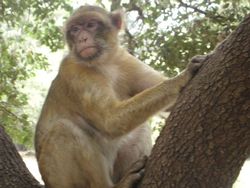 We had another rest stop to play with the wild monkeys of Azrou. There were lots of locals there as well feeding and posing with the fairly tame bonobos.